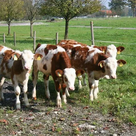 Farm stay Braunhof *
